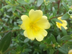 Portulaca umbraticola