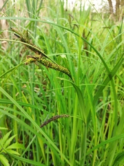 Carex