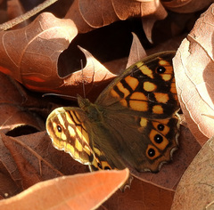 Pararge aegeria