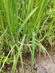 Carex