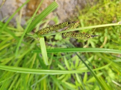 Carex