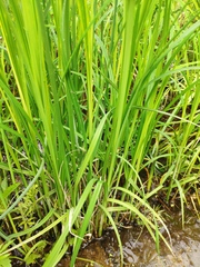 Carex