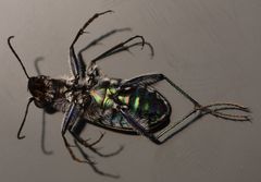 Cicindela sylvatica