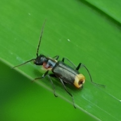 Axinotarsus pulicarius
