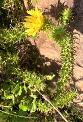 Cullumia setosa setosa