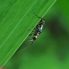 Axinotarsus pulicarius