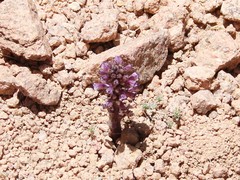 Orobanche cernua