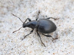 Otiorhynchus atroapterus