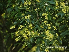 Euonymus carnosus