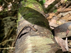 Plethodon welleri