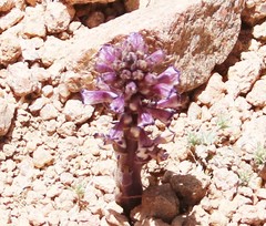 Orobanche cernua