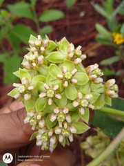 Asclepias elata