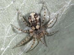 Oecobius maculatus