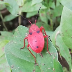 Probergrothius