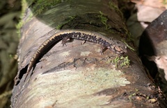 Plethodon welleri
