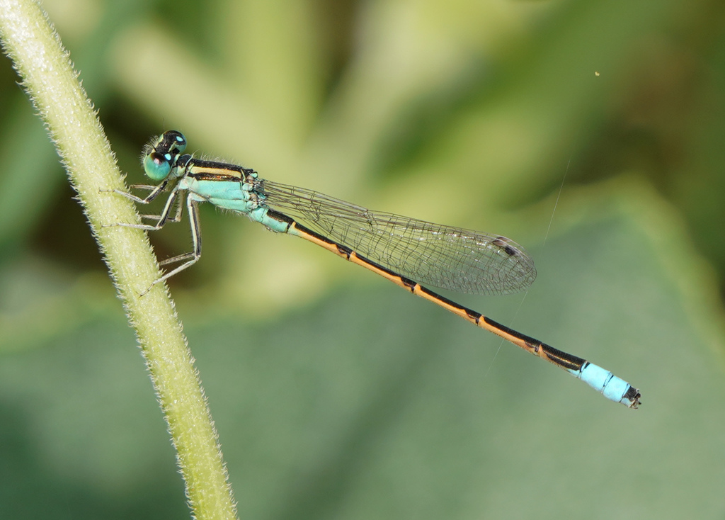 Desert Forktail