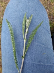 Achillea pannonica