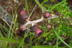 Cirsium suzukii