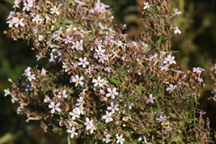 Chaenostoma floribundum
