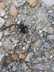 Sphodros niger