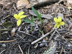 Viola lobata