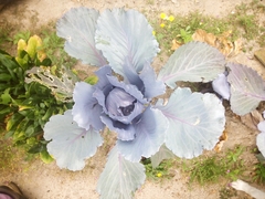Brassica oleracea capitata