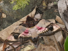Amplypterus panopus