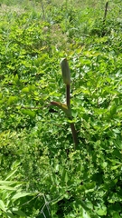 Peucedanum verticillare