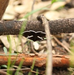 Buzara frontinus