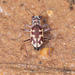 Knaus's Tiger Beetle - Photo (c) Benjamin Schwartz, some rights reserved (CC BY-NC), uploaded by Benjamin Schwartz