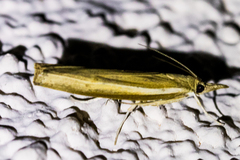 Fissicrambus intermedius