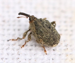 Parethelcus pollinarius