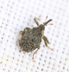 Parethelcus pollinarius