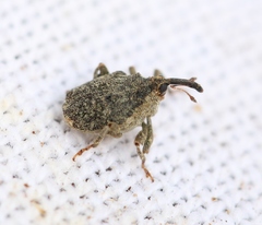 Parethelcus pollinarius