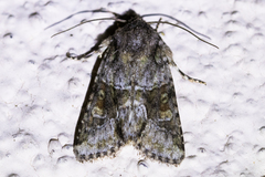 Lacinipolia strigicollis