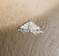 Macaria aequiferaria