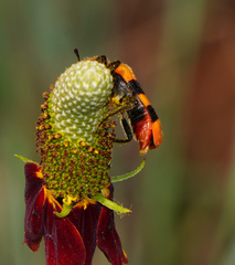 Trichodes bibalteatus