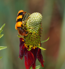 Trichodes bibalteatus