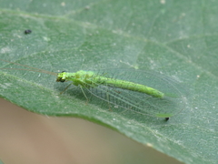Chrysopa formosa