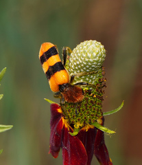 Trichodes bibalteatus
