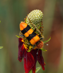 Trichodes bibalteatus