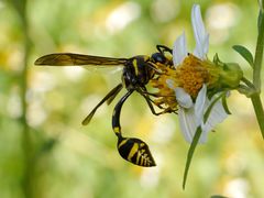 Phimenes flavopictus formosanus
