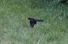 Turdus merula