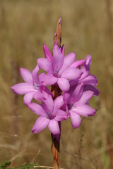 Watsonia densiflora