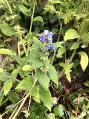 Pentaglottis sempervirens