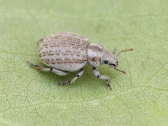 Philopedon plagiatum