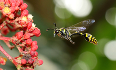 Phimenes flavopictus formosanus