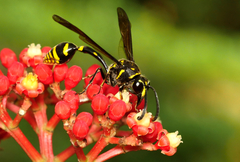 Phimenes flavopictus formosanus