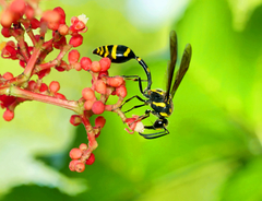 Phimenes flavopictus formosanus