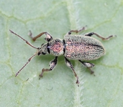 Phyllobius betulinus